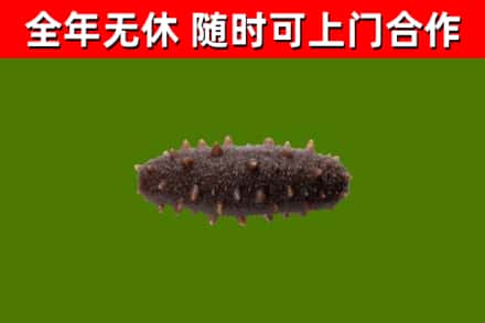 武陵回收海参干